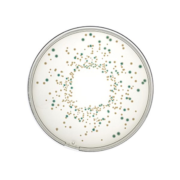 TITAN BIOTECH Chromogenic Bile Glucuronide Agar-TBX Agar