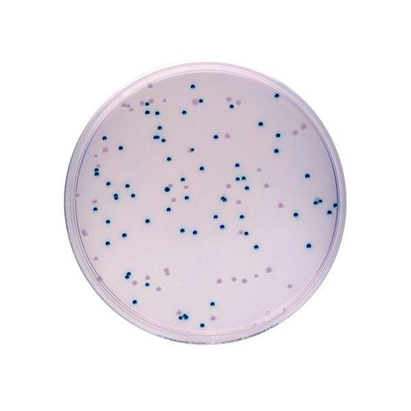 TITAN-BIOTECH-Enterobacter-Sakazakii-Agar